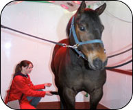 Laser Therapy