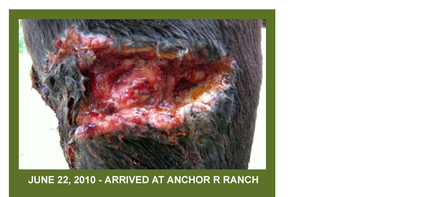 Anchor R Ranch Equine Wellness Story