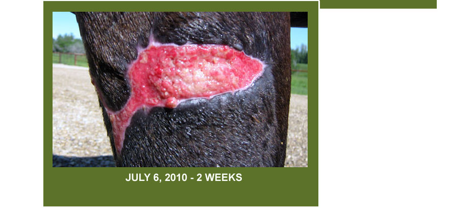 Anchor R Ranch Equine Wellness Story