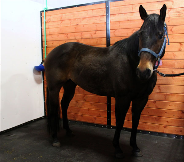 Equine Wellness Center - Stall Rest