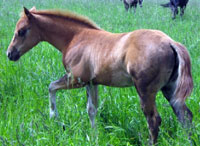 BL Whiz Kid filly