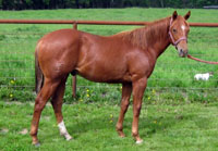 CA Mr Sensation