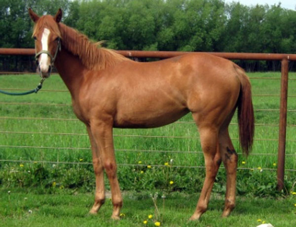 Horses For Sale