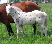 High Sign Nugget colt for sale