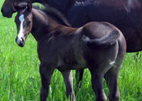 Raisin The Moon stud colt